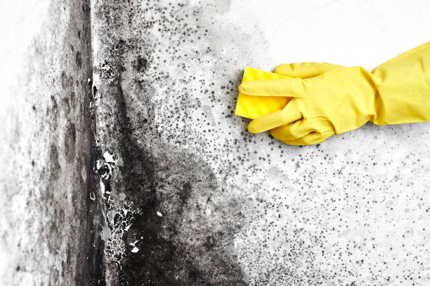 Professional Mold Remediation in Lordstown, OH